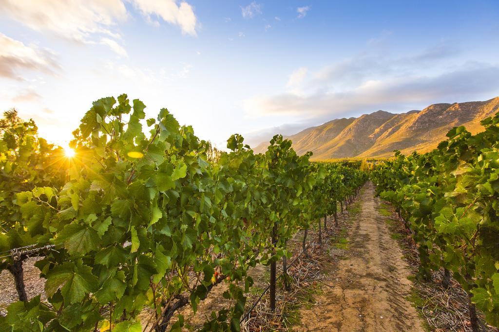 Klein Nektar Wine & Olive Estate Hotel Montagu Luaran gambar
